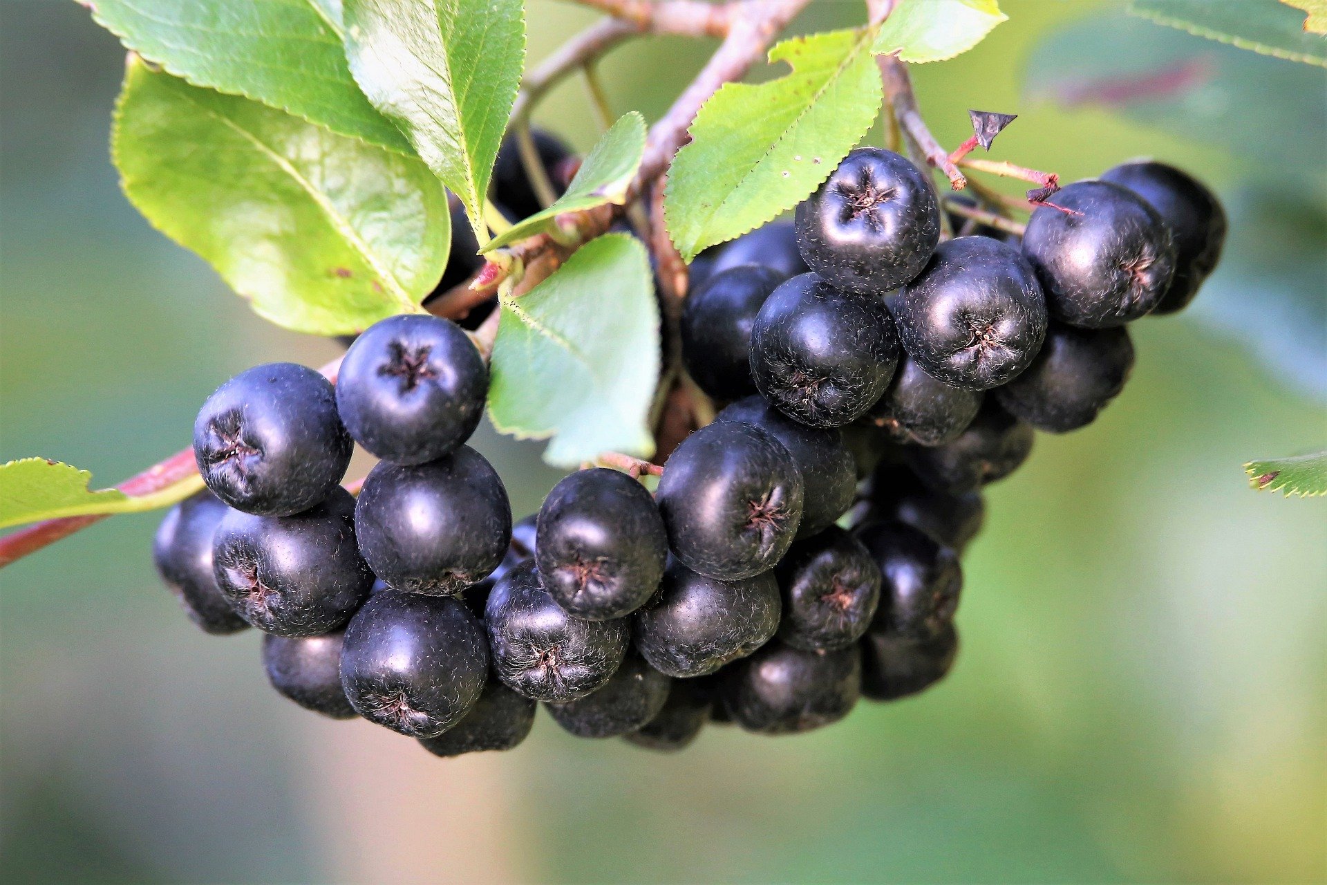 Aronia Berry for Health